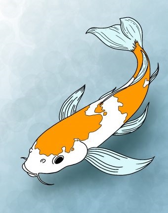 Peixe Koi