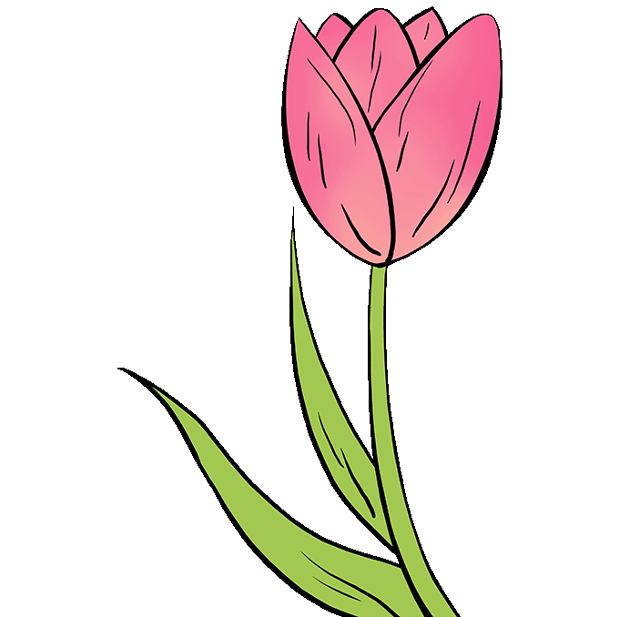 desenhar-tulipa-passo-4
