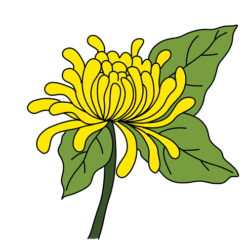 Desenhar-Crisantemo-passo-4-1