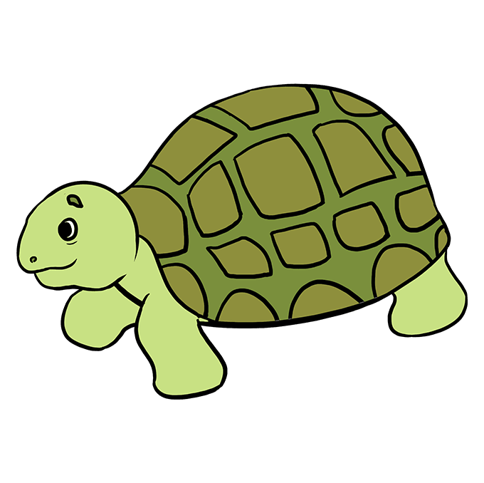 Desenhar-tartaruga-passo-7