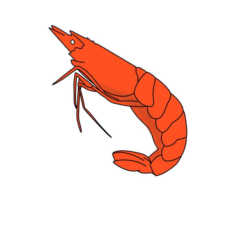 drawing-shrimp-step6-1