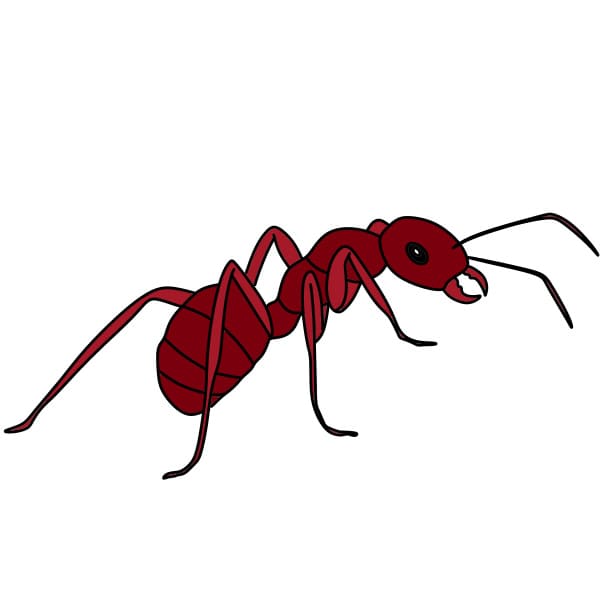 Desenhando-formigas-Passo10-4