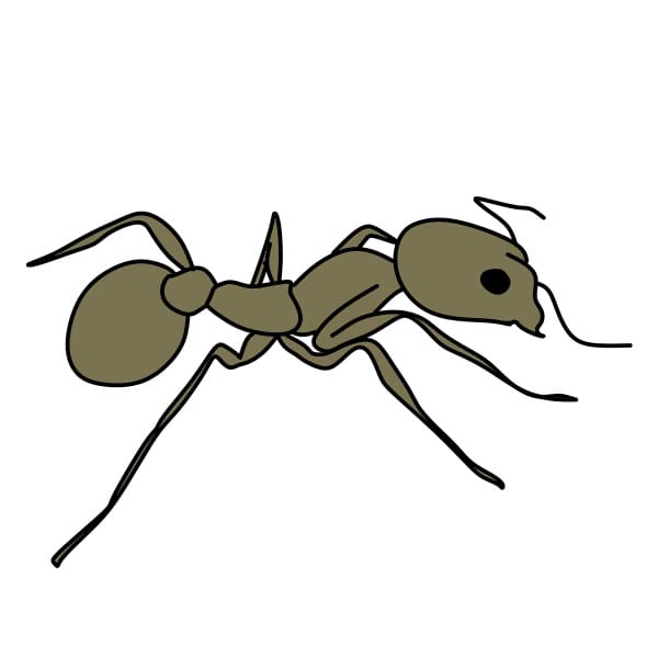 Drawing-Ants-Step7-1