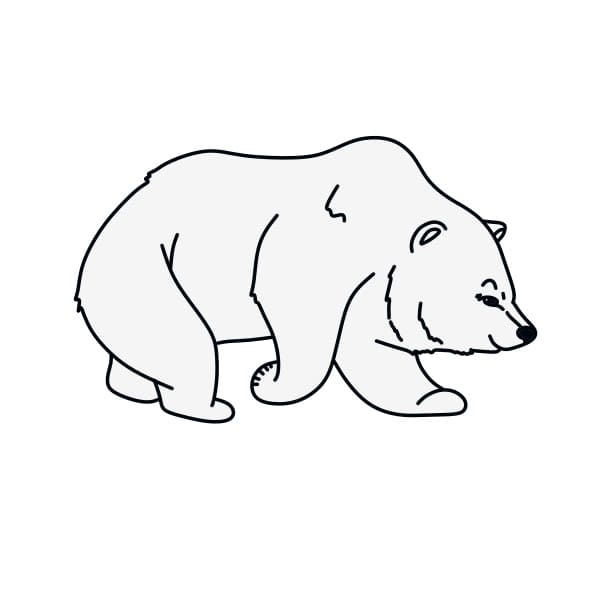 desenho-de-urso-polar-passo9
